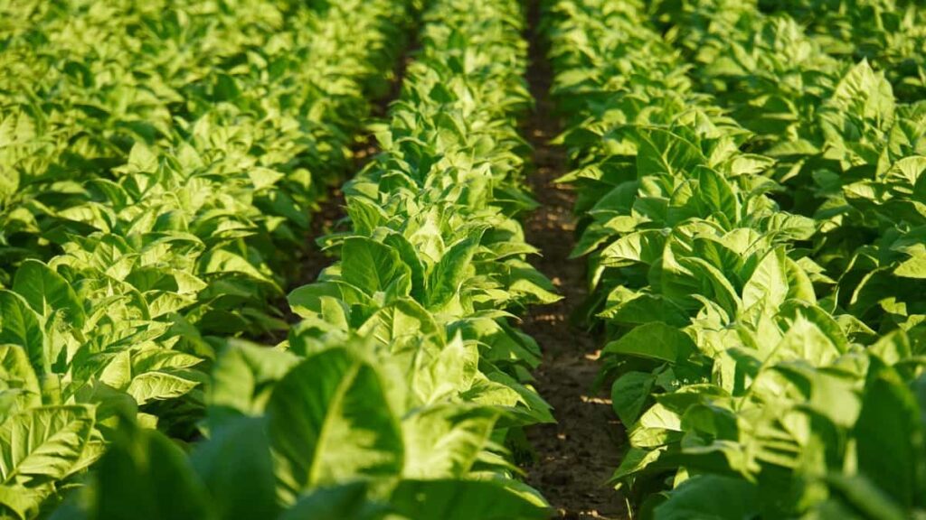 Tobacco Farming Method