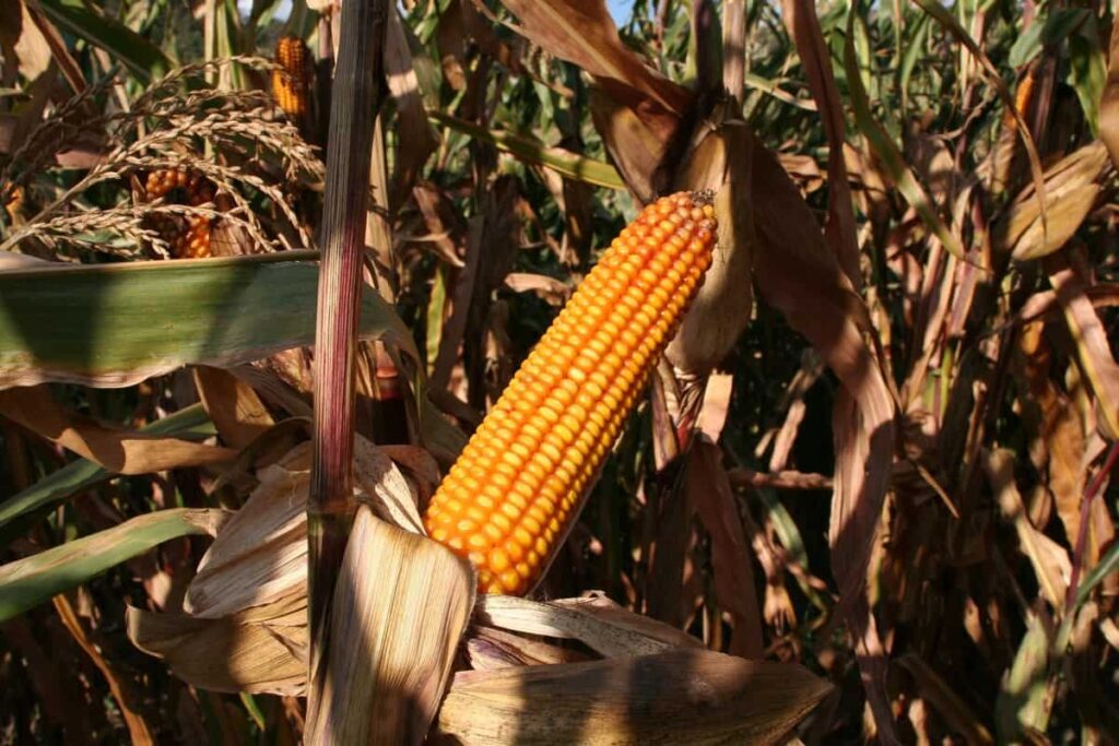 Corn Farming