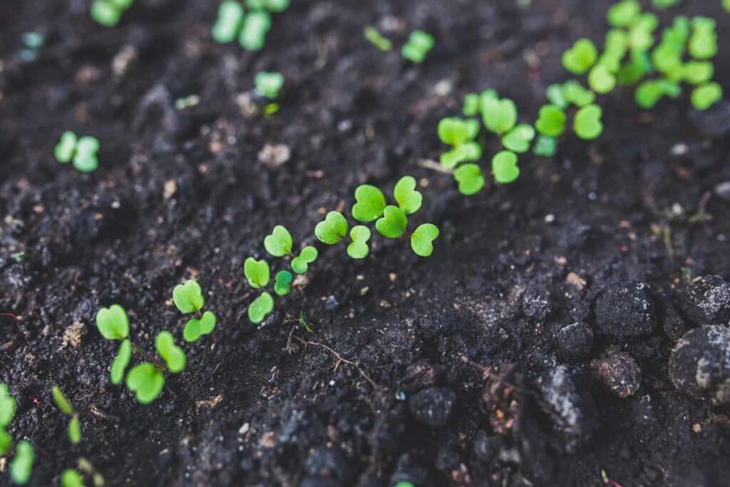 Factors Affect Seed Germination