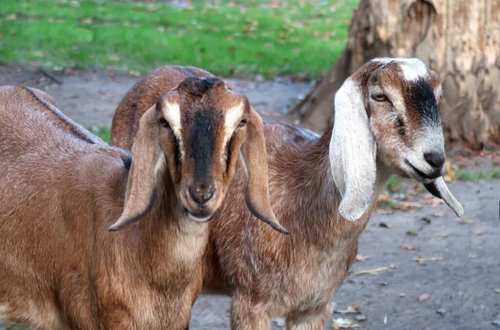 How to Start Goat Farming in Bangladesh