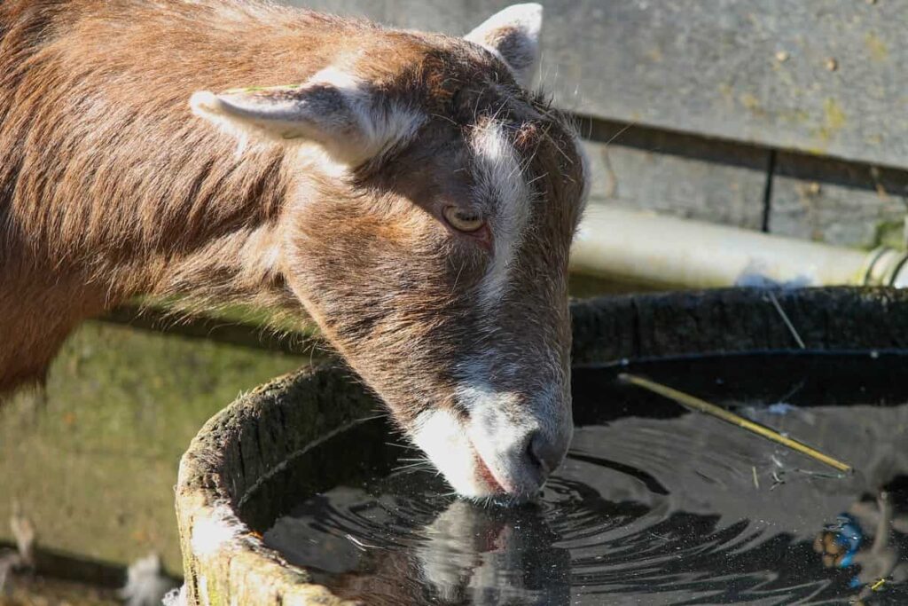 Goat Farm Water Tank