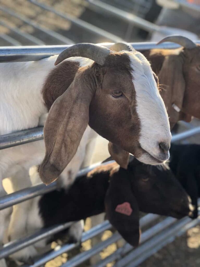 Goat Farm Fencing