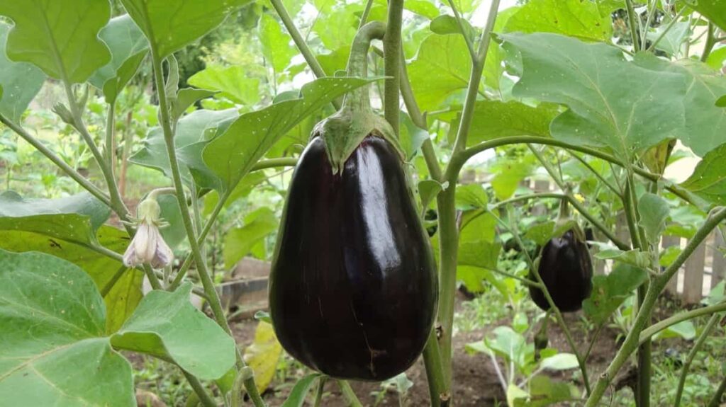 Eggplants Gardening