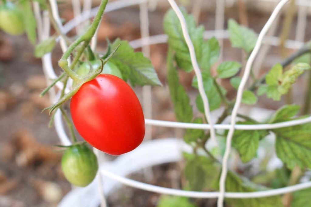 How to Grow Tomatoes in Australia from Seed