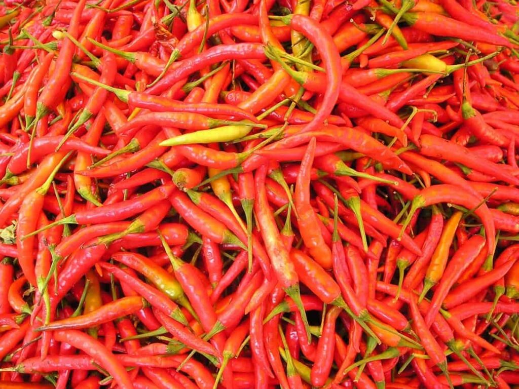 Red Chilli Harvest