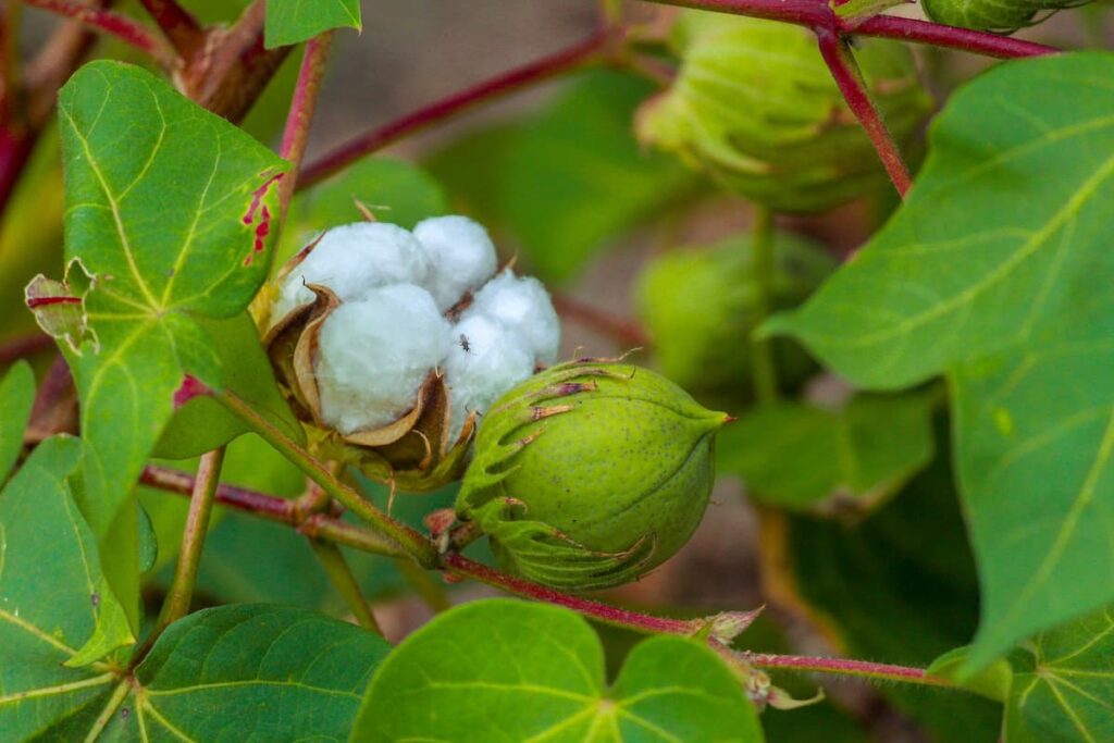 High Yield Hybrid Cotton Varieties in India