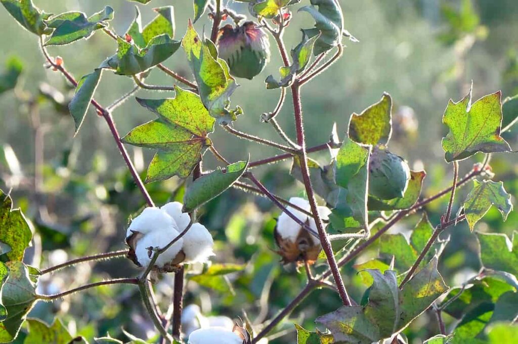 Hybrid Cotton Plant