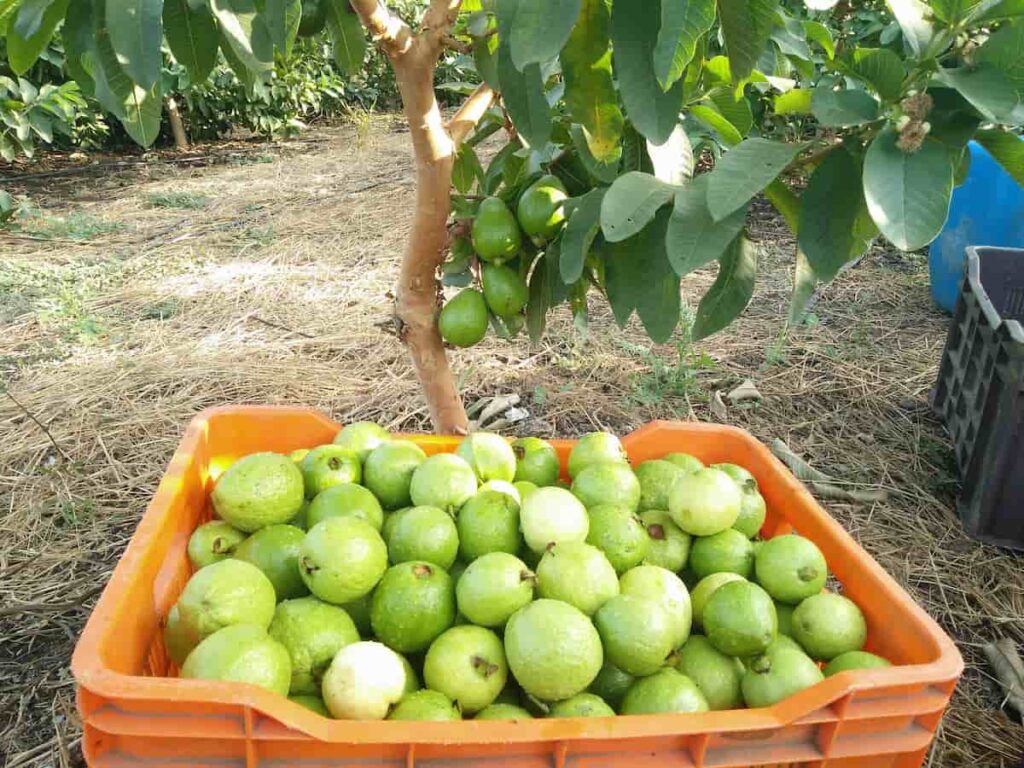High Yield Hybrid Guava Varieties in India