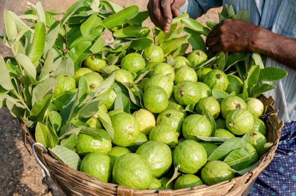 Hybrid Guava Market