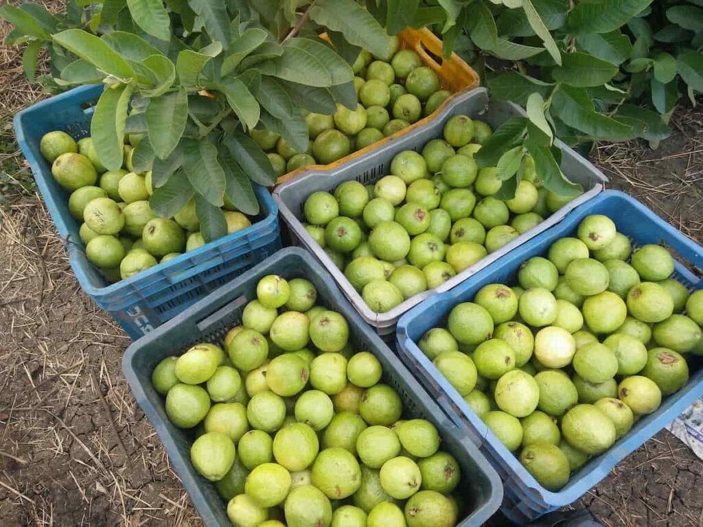 Harvesting Guava