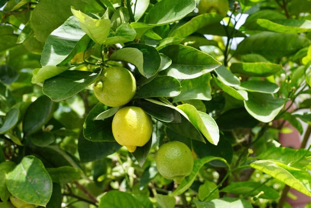 High Yield Hybrid Lemon Varieties in India
