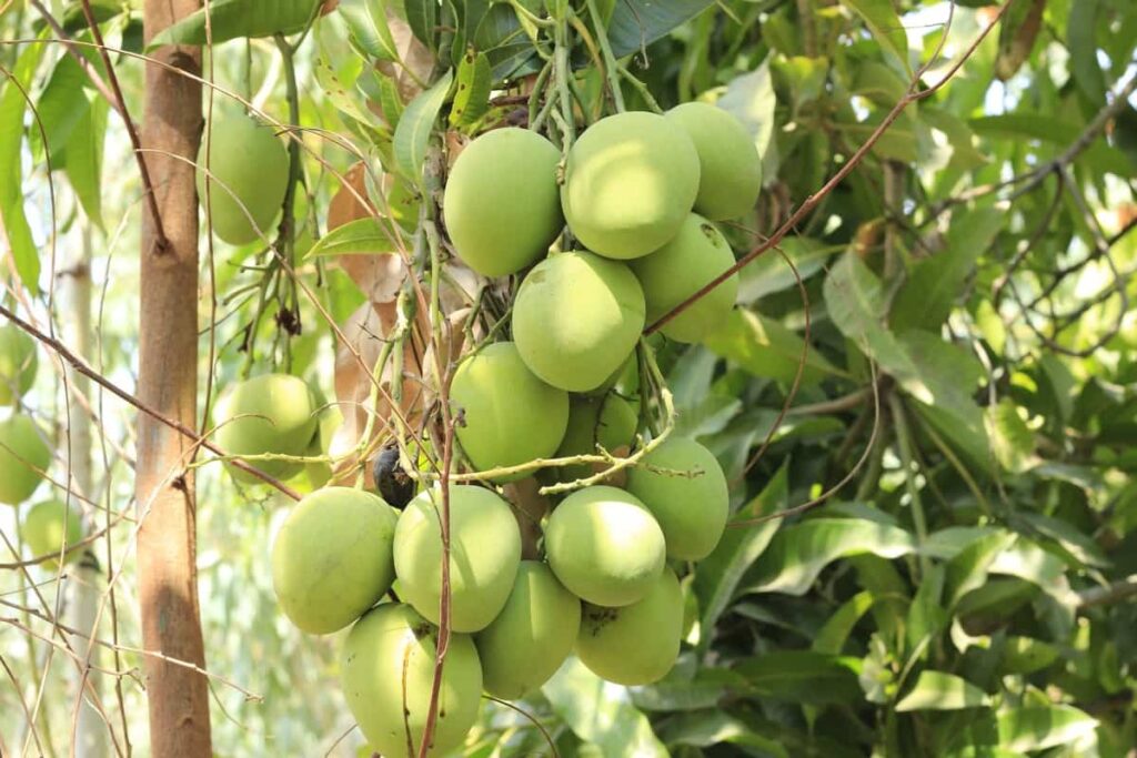 High Yield Hybrid Mango Varieties in India