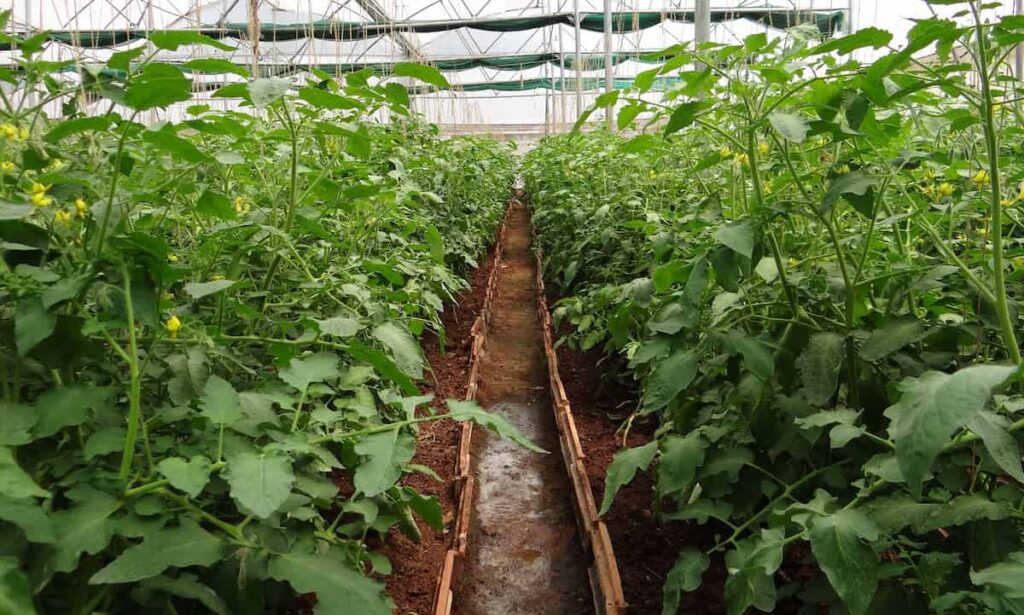 Tomato Greenhouse Farming