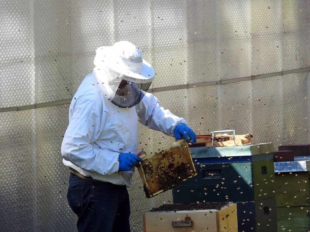 Honey Bee Farming Box