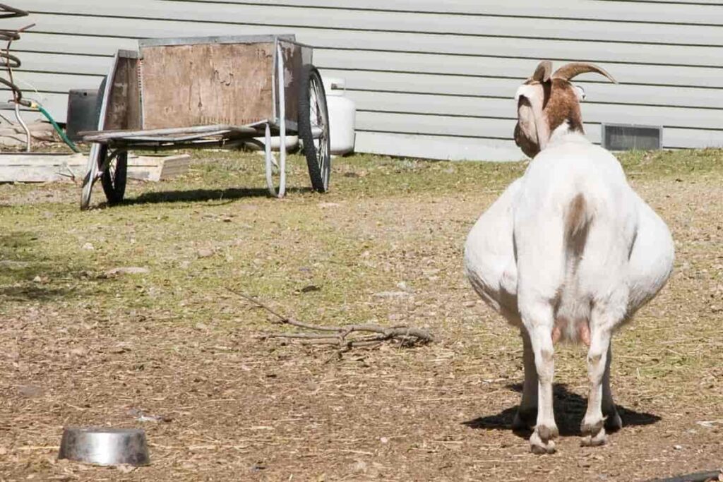 How to Care for Dairy Goats