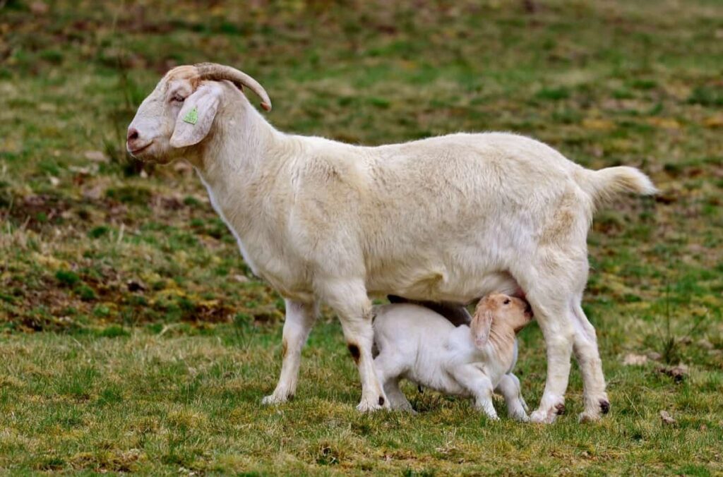 Feeding Baby Goat