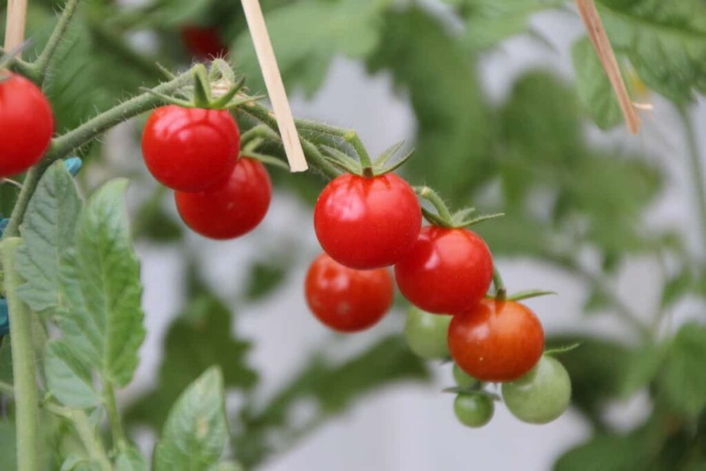 Tomatoes Gardening