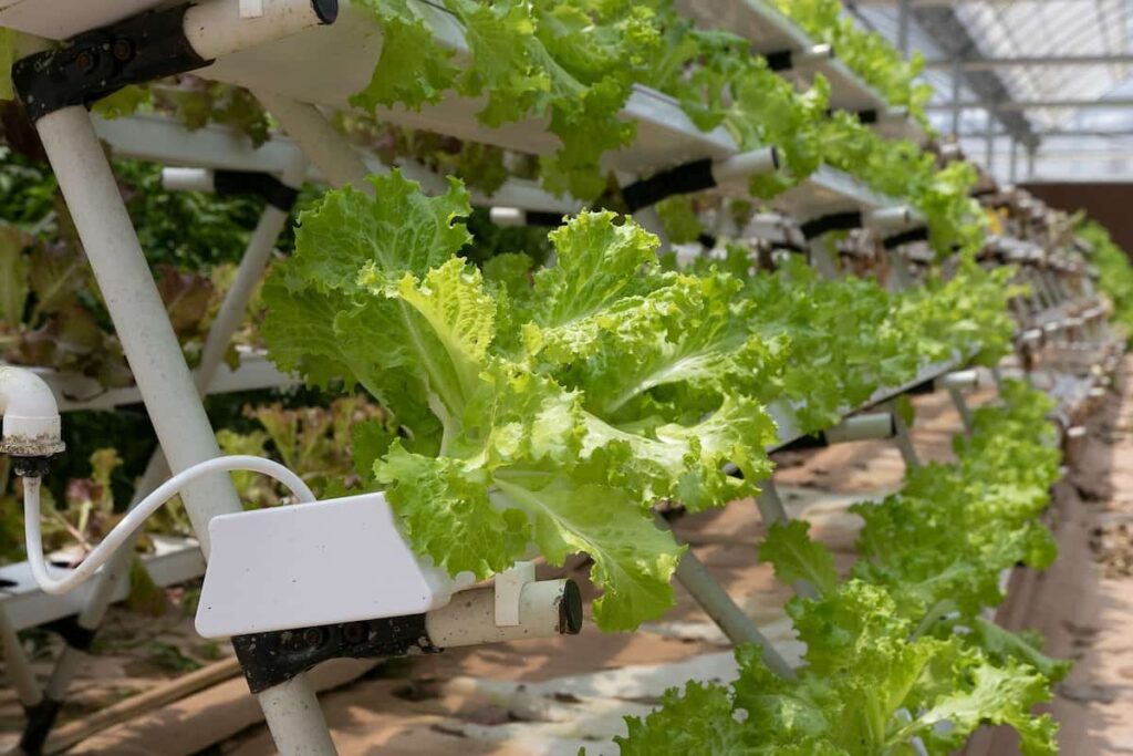 How to Start Hydroponic Farming in Australia