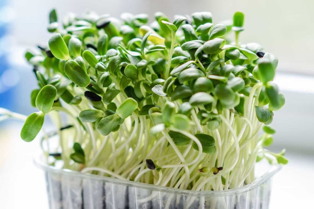 How to Start Microgreens Vertical Farming
