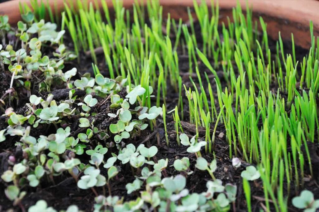 Growing Microgreens in Pots