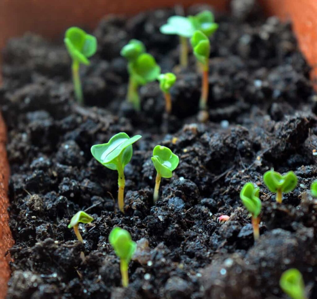 Sprouts Seedlings