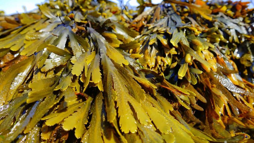 How to Start Seaweed Farming in India