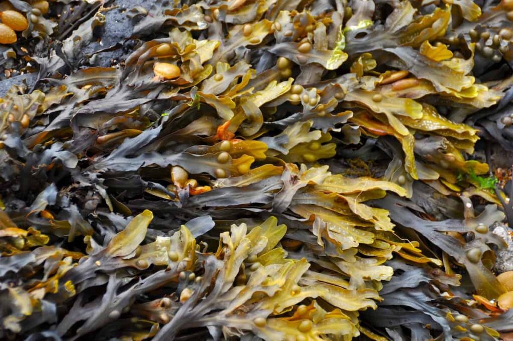 Seaweed Algae