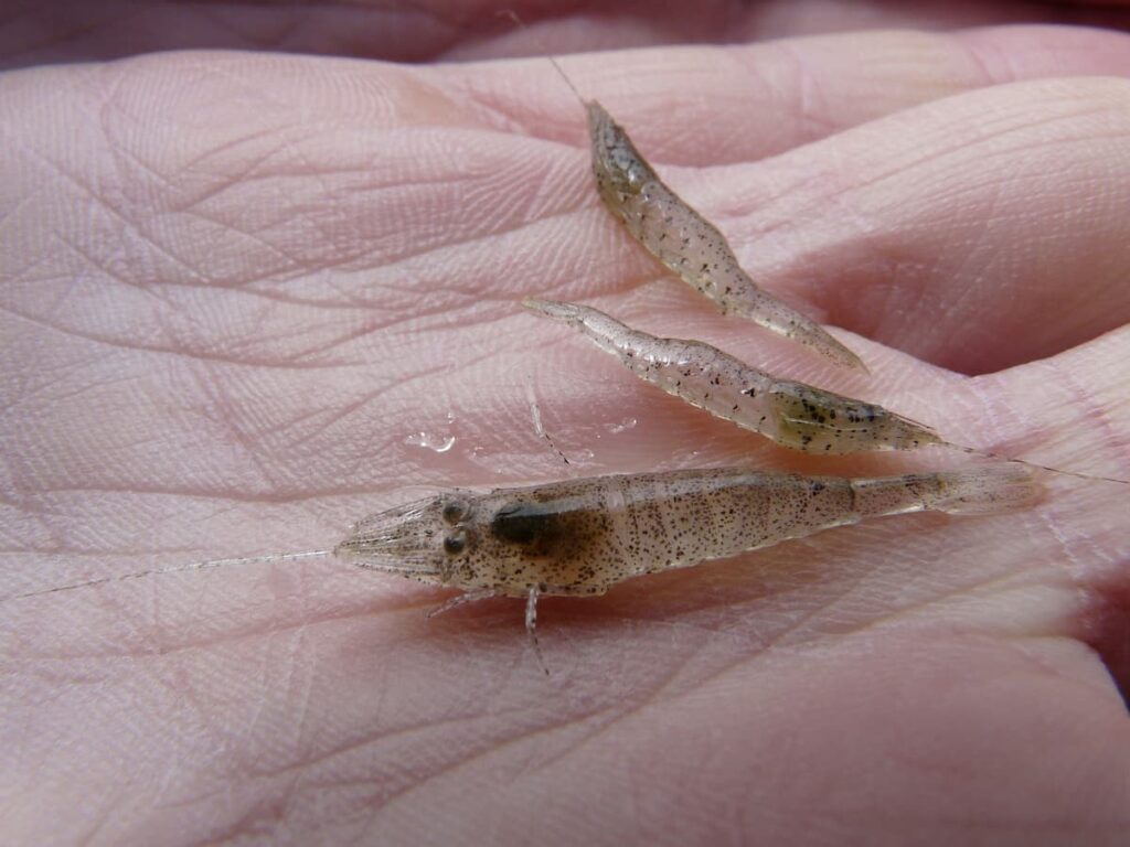 How to Start Shrimp Farming in the Philippines 