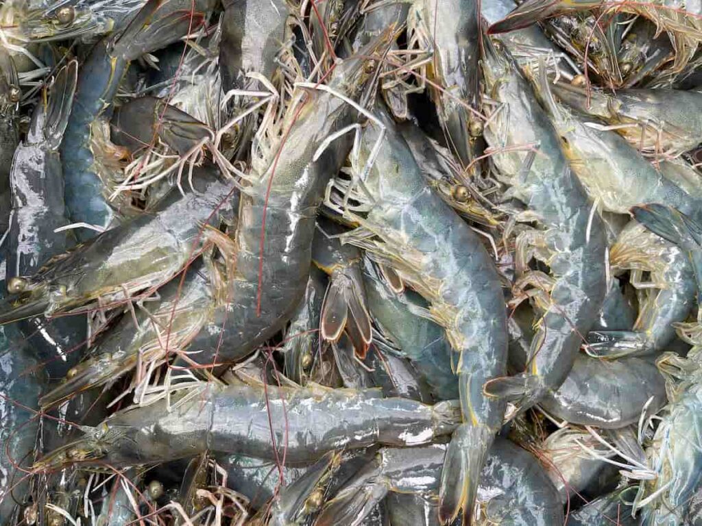 How to Start Shrimp Farming in the Philippines 3