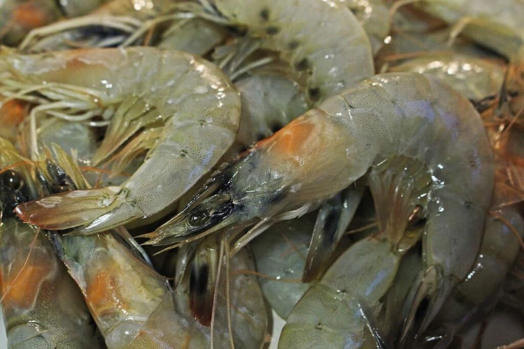 How to Start Shrimp Farming in the Philippines 4