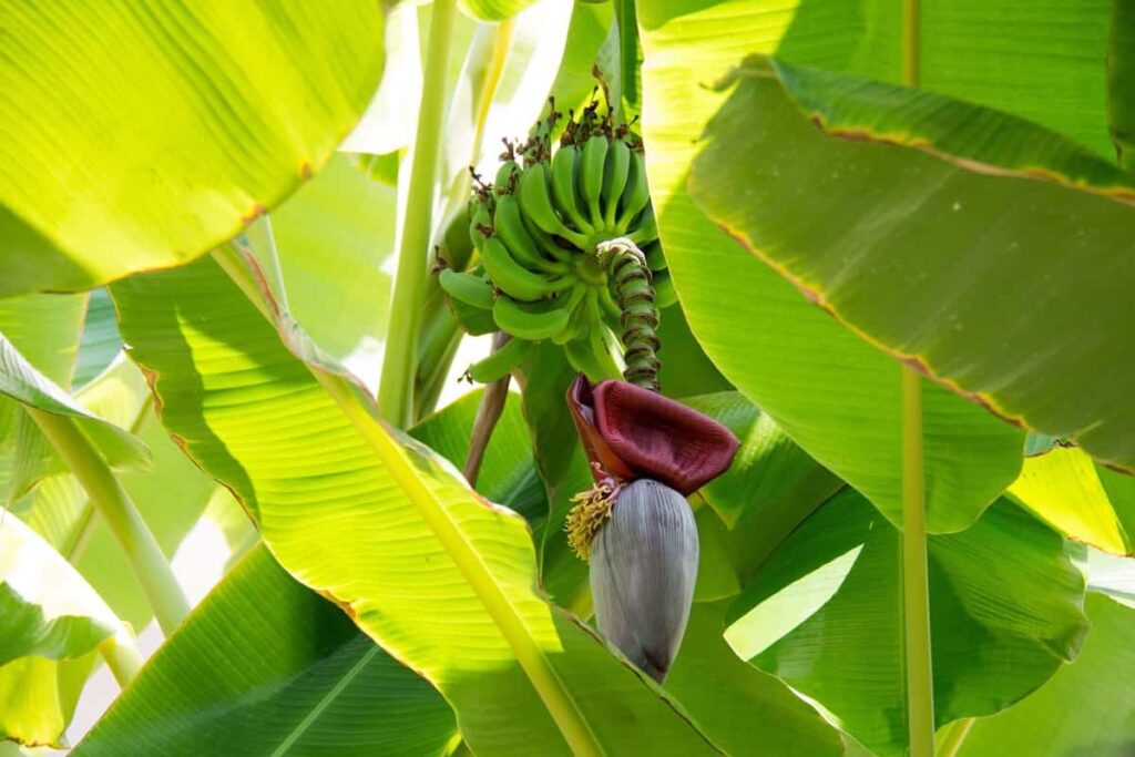 High Yield Hybrid Banana Varieties in India