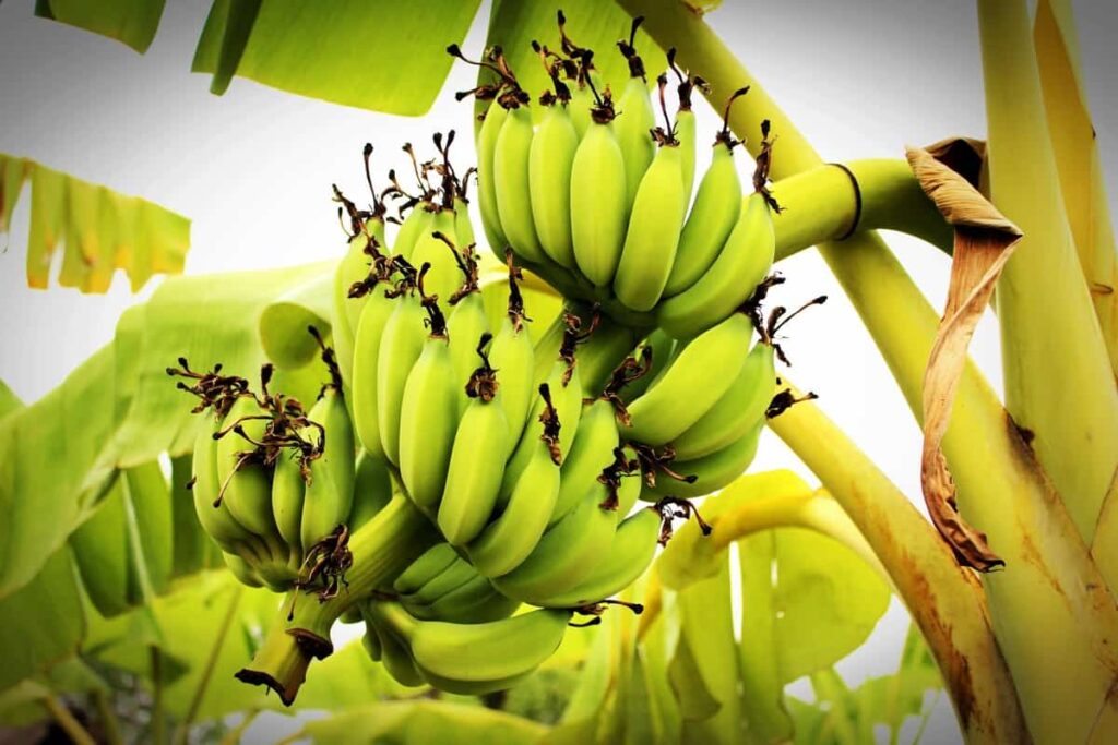 Hybrid Banana Tree