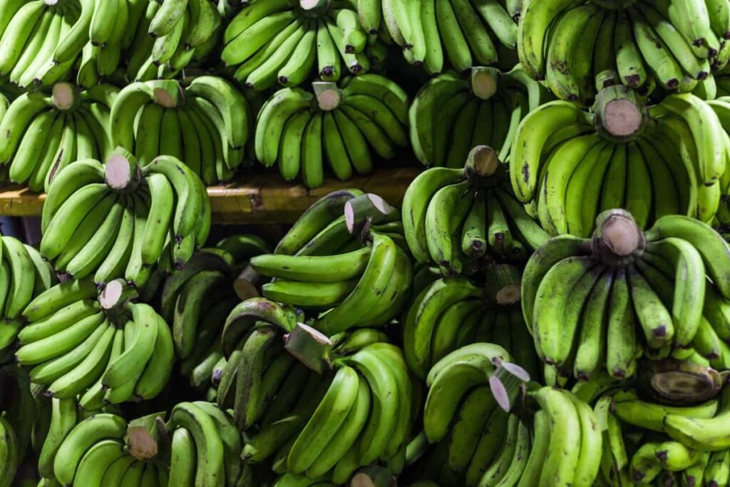 Harvesting Bananas