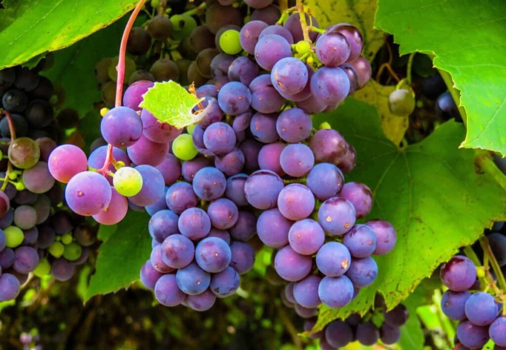 High Yield Hybrid Grapes Varieties in India