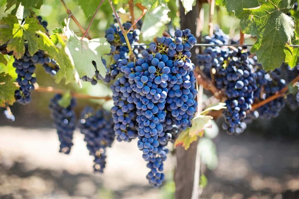 Hybrid Grapes Farming