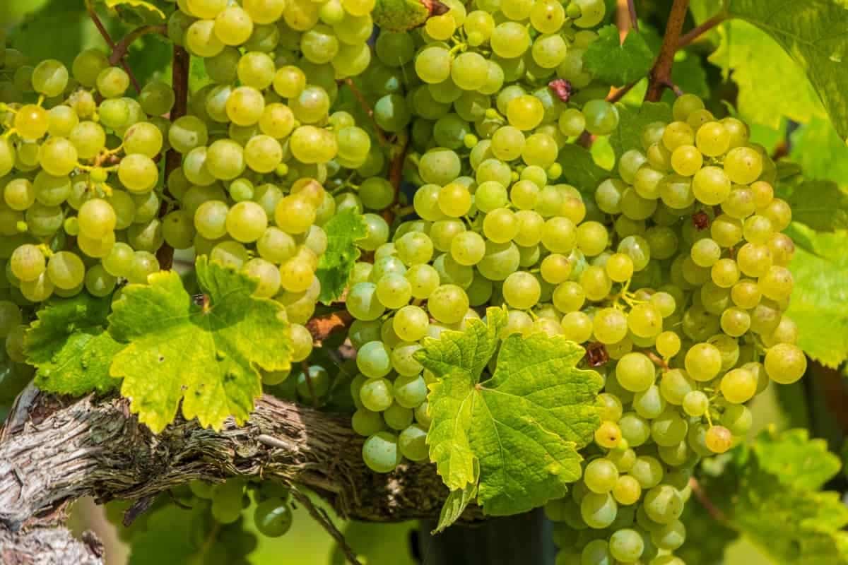 Желтый виноград. Желтый виноград фото. The benefits of grapes. Много ярко-желтого винограда фото.