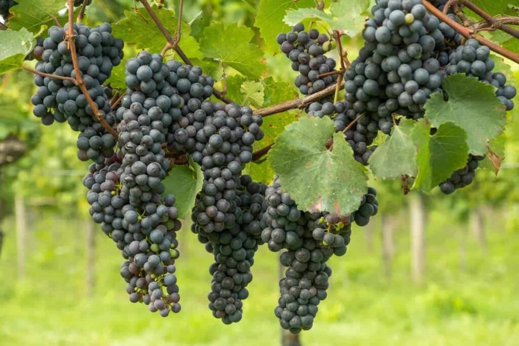 Black Grapes Farming