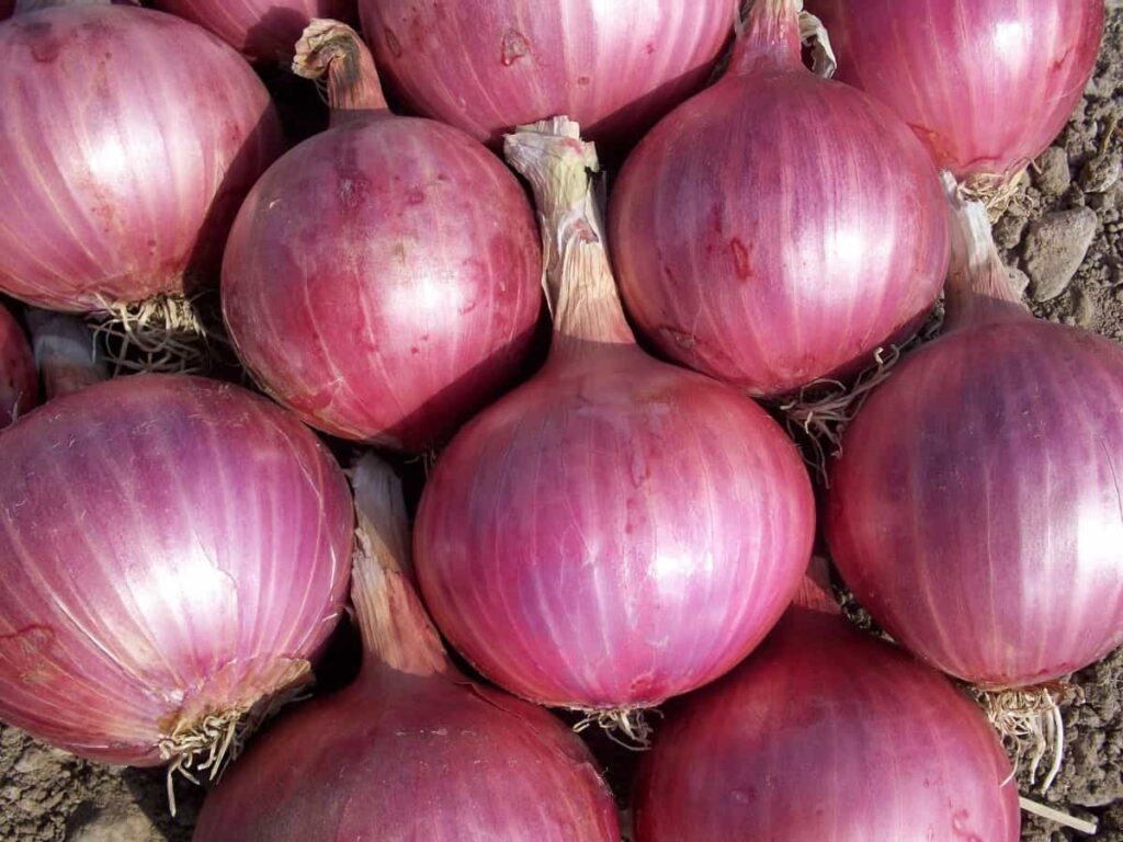 Hybrid High Yield Onions Varieties in India