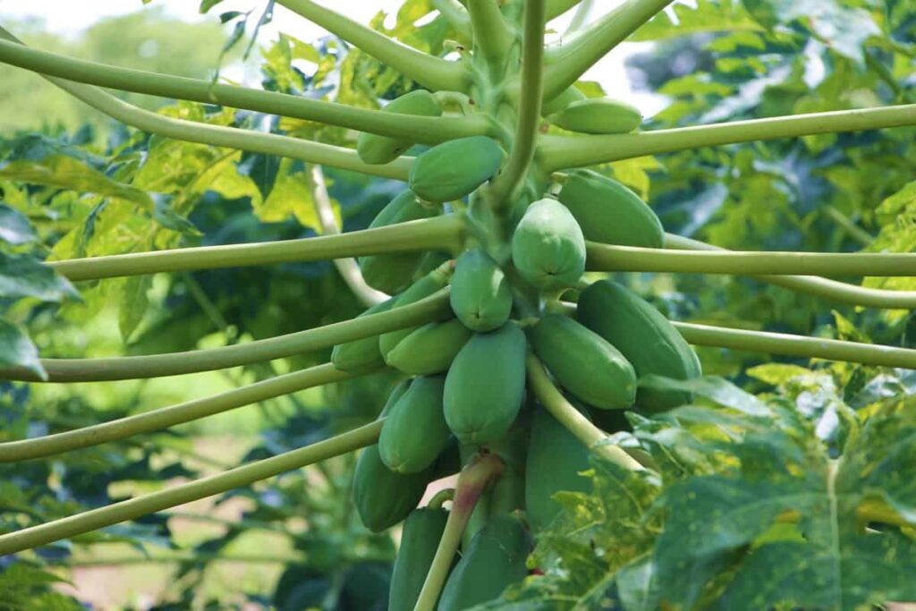 High-yield Hybrid Papaya Varieties in India