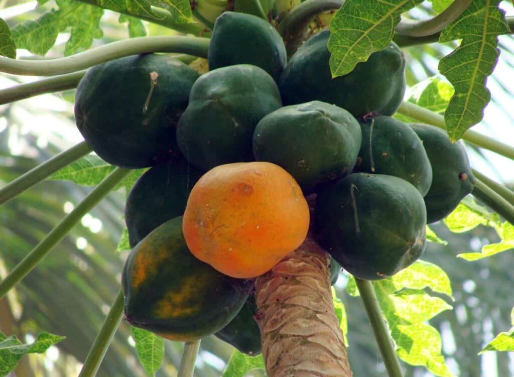 Hybrid Papaya 