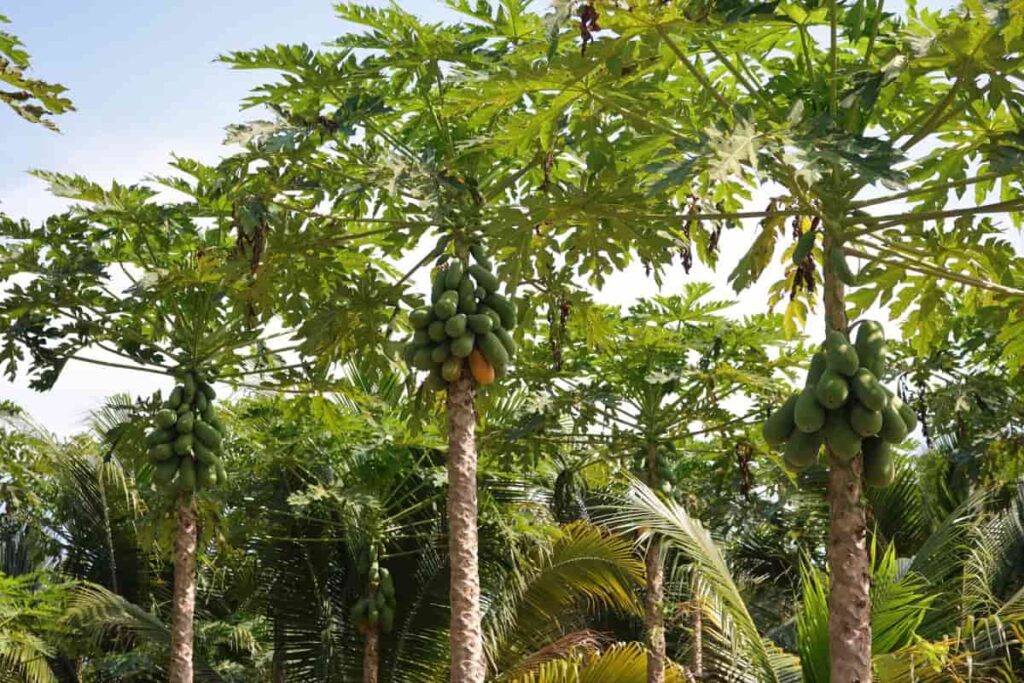 Papaya Plantation
