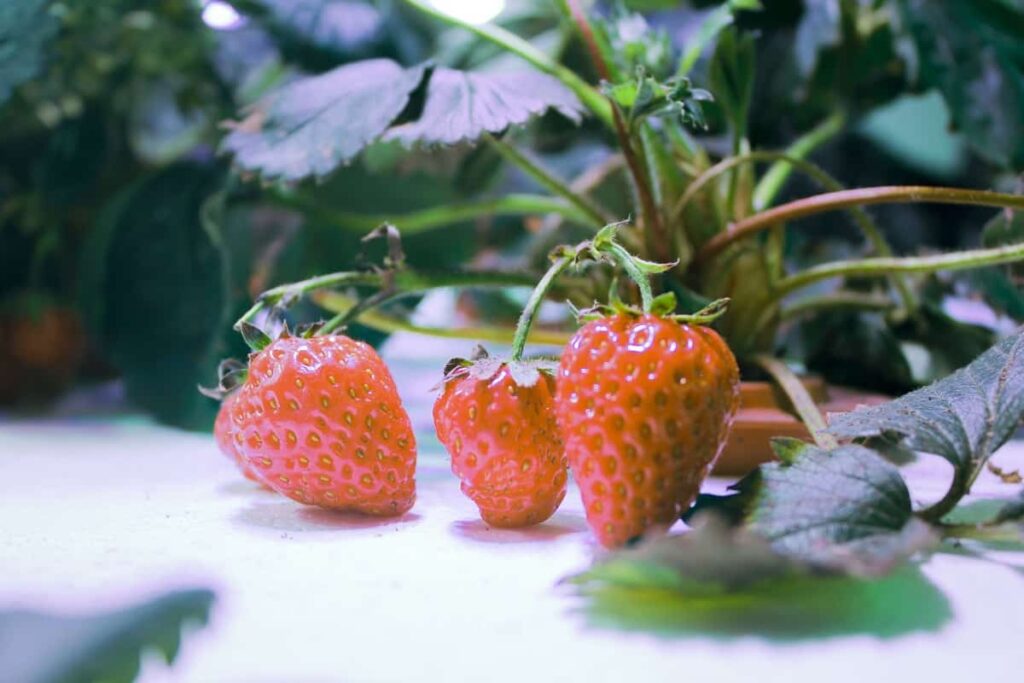 Strawberry Hydroponic Farming