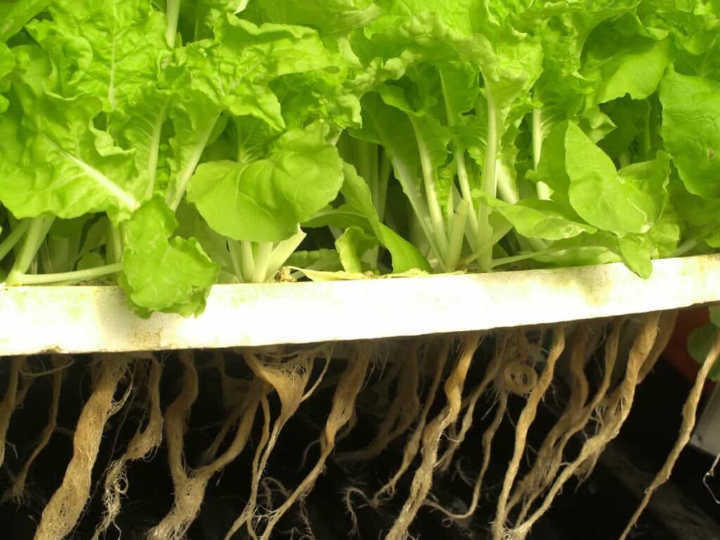 How to Maintain the pH Levels of Hydroponic
