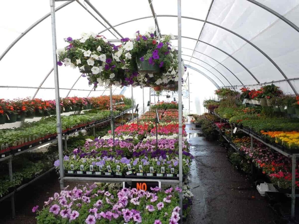 Greenhouse Flower Nursery