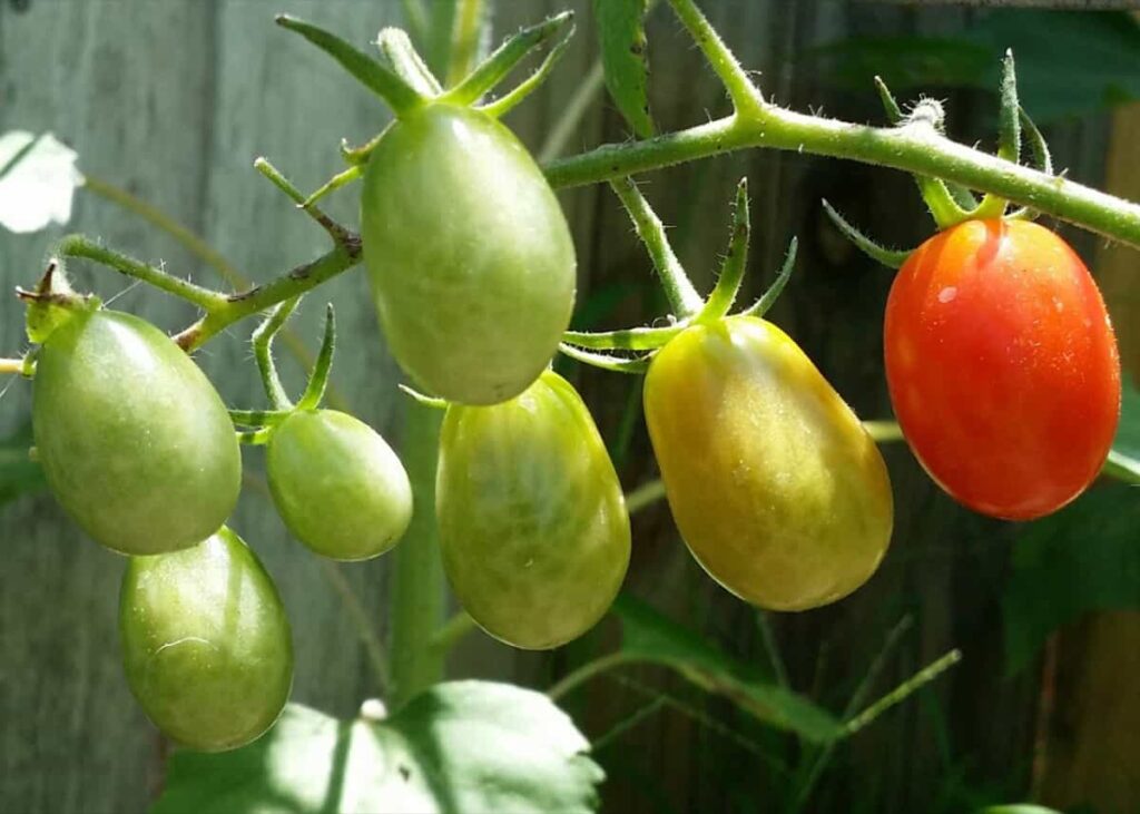 Roma Tomato Growing Guide