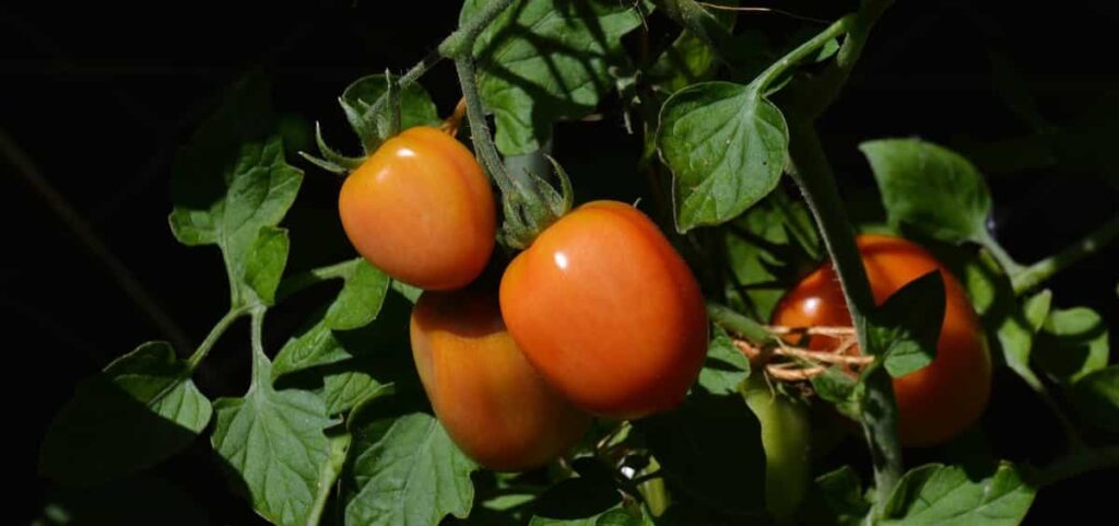 Roma Tomato Farming