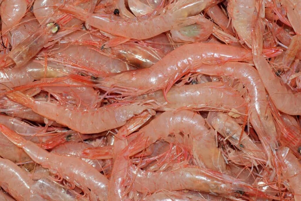 Shrimp Contract Farming in India