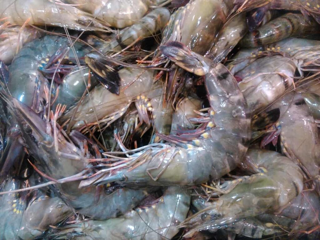 Shrimp Farming Business Plan