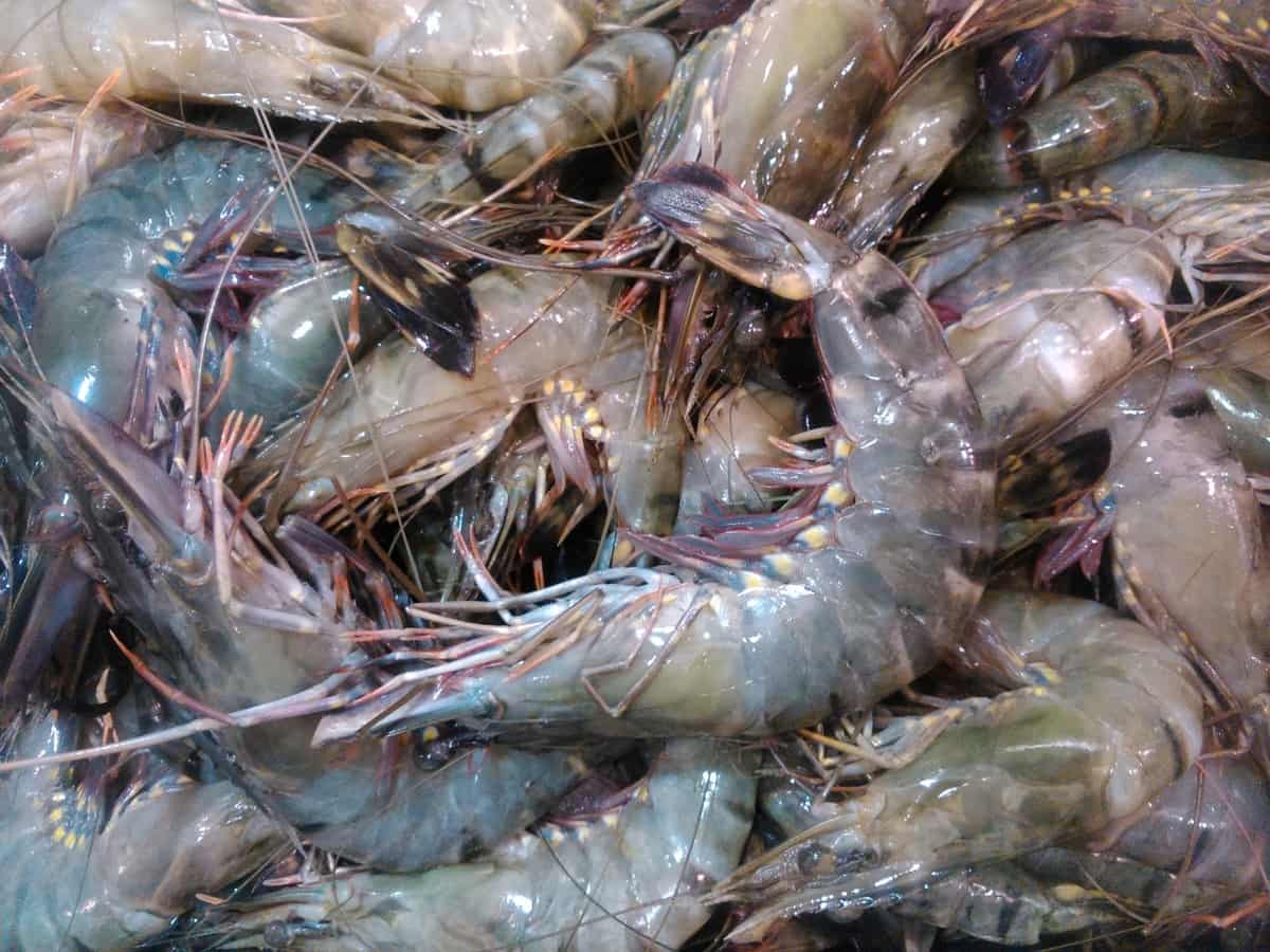 shrimp farming business plan pdf