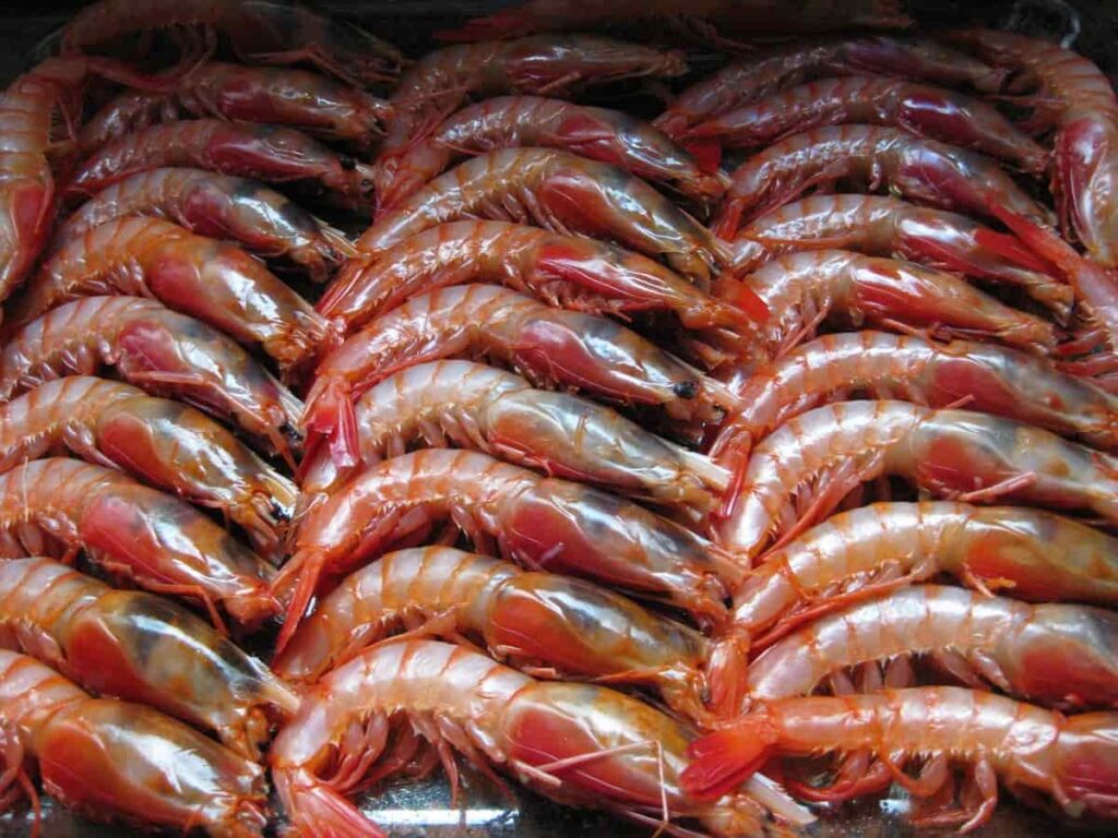 Shrimp Processing Plant 